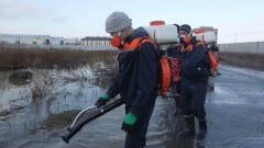 Водоёмы в Нур-Султане начали обрабатывать от комаров и мошек