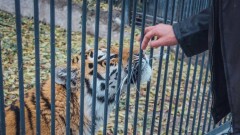 Новый директор зоопарка Алматы рассказал, что с его приходом животные стали бодрее