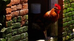 Кого клюнет Петух? Некоторые полезные сведения о грядущей птице