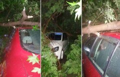 Упавшее дерево раздавило два автомобиля в Усть-Каменогорске