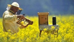 Ара өсіріп, бал сатып байып кетуге бола ма?