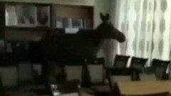 Лось забрался в библиотеку спортивного колледжа в Семее