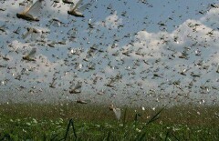 Министр сельского хозяйства попросил не политизировать вопрос нашествия саранчи в Казахстане