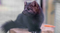 Глава Минсельхоза Дании подал в отставку после скандала с уничтожением норок из-за Covid-19