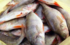 Массовую гибель окуней и щук зафиксировали рыбаки в притоках Иртыша
