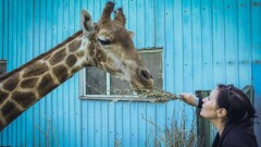 Гиен и шимпанзе выменял зоопарк Алматы у Москвы и Ташкента