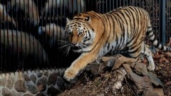 Тигры насмерть загрызли посетителя зоопарка в Китае на глазах у его дочери
