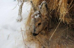 Спасённая от стаи собак косуля погибла в Уральске 
