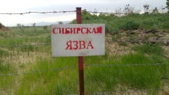 Случай сибирской язвы в ВКО не повлияет на экспорт говядины в Китай – МСХ РК