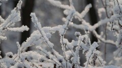 Холодную погоду без осадков прогнозируют синоптики на 9 декабря