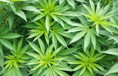 Итальянский прокурор призвал легализовать марихуану для борьбы с ИГИЛ