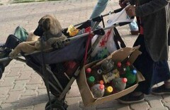 Пёсик в коляске привлёк внимание жителей Шымкента