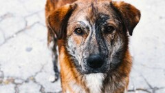 В Уральске чиновники предложили отпускать бродячих животных после стерилизации