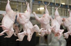 В Казахстане введён временный запрет на продажу мяса птицы сразу нескольких зарубежных производителей