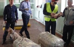 Служебная собака Линда обнаружила крупную партию наркотиков в ЮКО