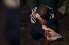 "Обнимашками" гусь по кличке Вася выхлопотал себе жизнь в Дагестане 
