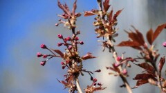 В Алматы вдоль реки Есентай посадили первую японскую сакуру