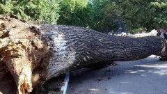 В Алматы из-за упавшего дерева погибла женщина, пострадали три ребёнка