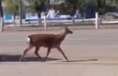 Олень сбежал из актюбинского зоопарка