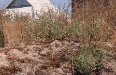 100 миллионов тенге нужно для ликвидации ядополигона в ЮКО