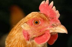 Депутаты обнаружили парадоксальную ситуацию в развитии животноводства
