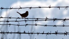 Сенаторы единогласно одобрили законопроект об амнистии