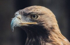 В Казахстане осталось всего около тысячи пар диких беркутов