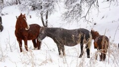 Где самые красивые зимы в Казахстане: Заилийский Алатау