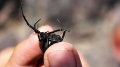 8-летнего мальчика из Шымкента удалось спасти после укуса каракурта