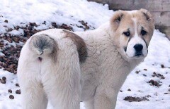 Алабай из Шымкента научился говорить "Мама"