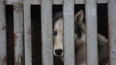 Ветеринары Атырау дали пояснения по шокирующим фактам отстрела собак