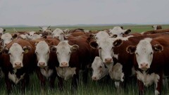 Ветеринары Аркалыка назвали виновных в распространении бруцеллёза и туберкулёза у КРС
