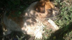 В полиции Алматы объяснили отказ заниматься делом заколотой вилами собаки
