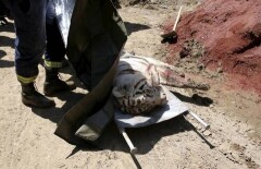В Тбилиси застрелили белого тигра-убийцу