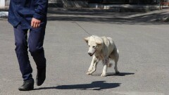 Акимату Астаны не хватает денег на истребление бродячих собак 