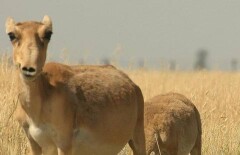 Счёт погибших в Актюбинской области сайгаков идёт на тысячи