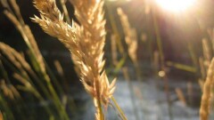Новый сорт пшеницы создали в Казахстане