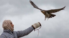 ОАЭ и Казахстан пытаются совместно сохранить популяцию диких соколов 