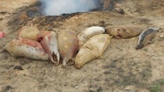 Озвучена причина массовой гибели тюленей на Каспии