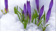 Прогноз погоды на 8 марта: на севере ожидается снег, на юге – до 15 градусов тепла