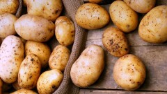 Павлодарские фермеры согласились поставлять в Алматы картофель по сниженным ценам