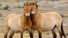 Шымкентский зоопарк выпустил в дикую природу табун лошадей Пржевальского
