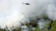 Greenpeace: лесные пожары в Сибири тушат лишь на 6% горящей территории