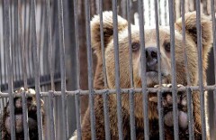 Казахстанские миллионеры помогут алматинскому зоопарку