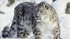 Краснокнижные животные охотятся друг на друга в нацпарке Алматинской области