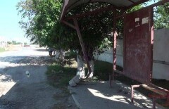 Из-за аварии, в которой пострадали девять человек, уволили чиновника в Шымкенте