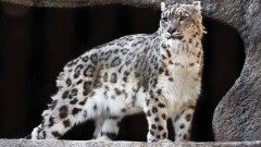 Фотоловушка зафиксировала снежного барса в нацпарке "Алтын-Эмель"