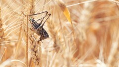 1 млрд тенге выделили на борьбу с саранчой из республиканского бюджета в Казахстане