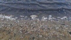 В озере Токпан Кызылординской области погибло шесть тонн леща
