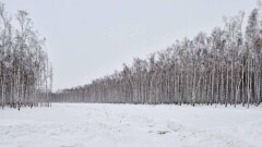 Прогноз погоды на 24 января: синоптики пообещали шторм в Астане и в северных областях